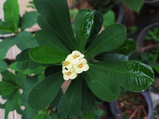 Obraz premium white flower on a green background