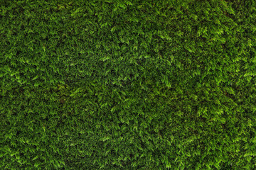 Green natural wall of plants. Texture