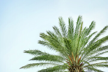 Green palm tree against a beautiful blue sky
