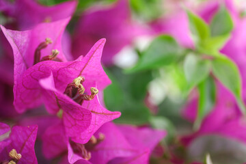 Naklejka na ściany i meble Beautiful pink flowers in the garden