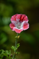 Obraz premium Kırmızı Çiçek - Red Flower