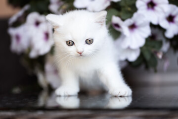 Katze Kitten im Garten unterwegs - verträumt Sommer Frühling