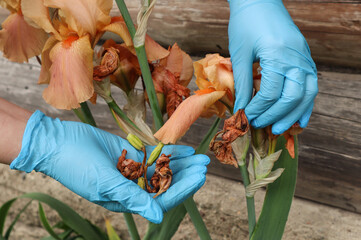 Fototapete bei efototapeten.de bestellen   