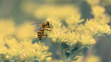 Honey Bee collecting nectar and pollen on yellow flowers on the field. Close-up, macro. Beautiful nature wallpaper with space for text.