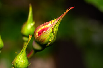 Closeup on a rosebud about to bloom on a green background