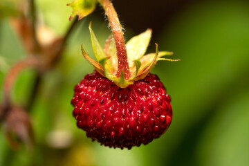 A red raspberry blooming in the garden
