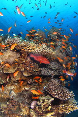 Fototapeta na wymiar Tropical red fish and hard corals with stalking big fish on the reef in the ocean