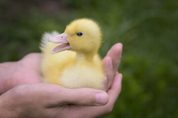 Little yellow duckling sitting on the palms of a man and opened his beak