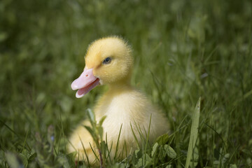 Little yellow duckling sitting on grass and flowers