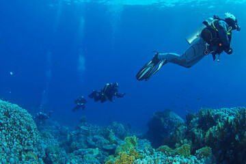 Diving instructor and group students in underwater exercise. Instructor teaches students to admire. Underwater scuba diving education and training.