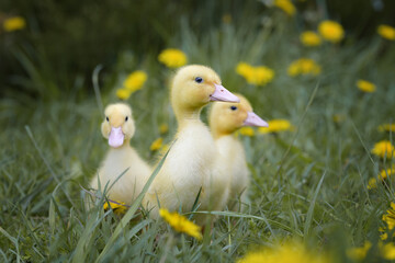 A flock of little elk ducklings among grass and flowers