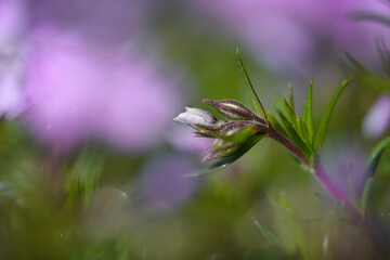 A small bud of lilac grass flock on a background of gentle bokeh