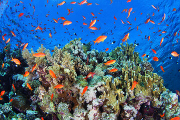 Tropical red fish and hard corals on the reef in Red Sea