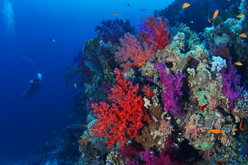Scuba diver watching beautiful colorful coral reef with red and purple soft corals