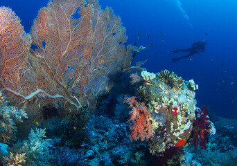 Naklejka na ściany i meble Big beautiful red gorgon coral over coral reef with diver
