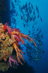 Beautiful colorful coral reef with red and purple soft corals. Many silhouettes of fish in the background