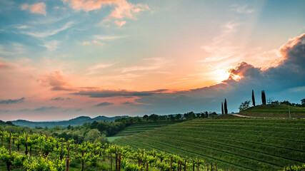 Fototapeta premium Spring stormy sunset in the vineyards of Collio Friulano, Friuli-Venezia Giulia, Italy