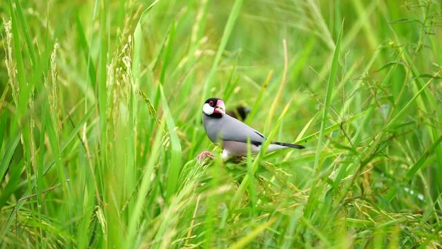 Java sparrow, Java finch bird eating rice in the fields.