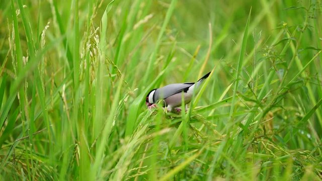 Java sparrow, Java finch bird eating rice in the fields.