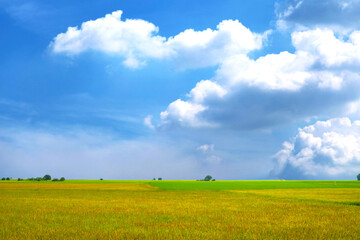 agriculture jasmine rice field and soft fog in the morning blue sky white cloud