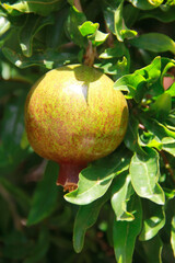 natural orange pomegranate fruit on green a leaves