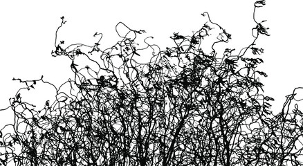 Black silhouette of twisting willow branches of the Salix matsudana species. Curly intertwined bare branches of a shrub with sparse twisted leaves. Overlay template. Vector illustration