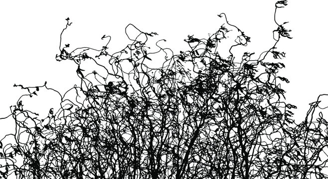 Black silhouette of twisting willow branches of the Salix matsudana species. Curly intertwined bare branches of a shrub with sparse twisted leaves. Overlay template. Vector illustration