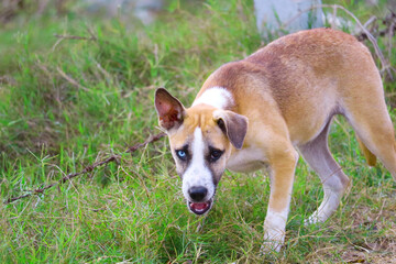 The two-eyed stray dog is caused by cross-breeding in landfill