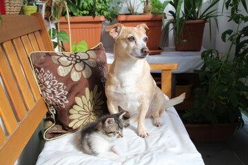 animals cat and dog friends love domestic