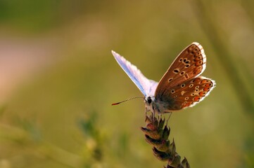 A small butterfly in wildflowers. Animals in the wild.