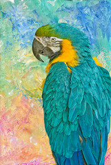 Blue and yellow macaw,photo art