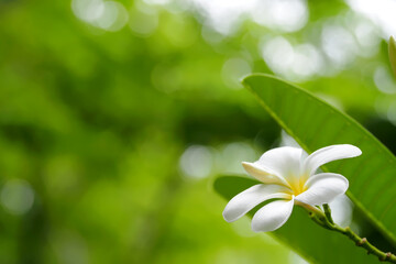 White plumeria flowers Blurred petals and leaves blend seamlessly with bokeh backgrounds.