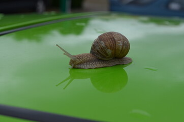 ślimak, muszla, zwierzak, charakter, powolny, jardin, braun, makro, feuille, zieleń, pomrowik, bliska, mięczak, izolowany, obleśny, linia śrubowa, crawling, roślin, bliska, biała, jedzenie, drzew, lat