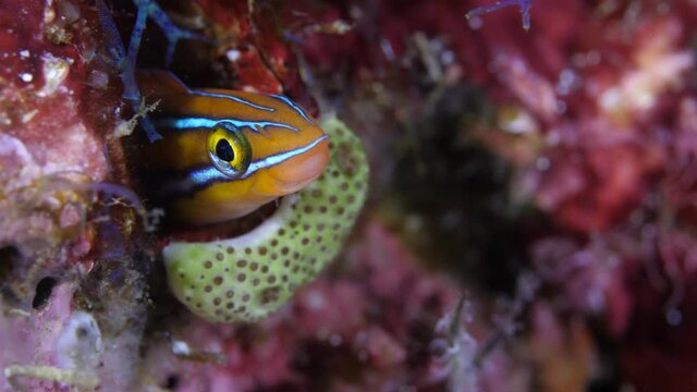 This Bluestriped fish is a funny Fangblenny