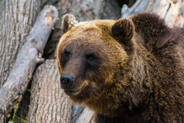 Naklejka premium the muzzle of a bear closeup
