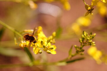 Blurred background. A bee collects pollen from yellow flowers.