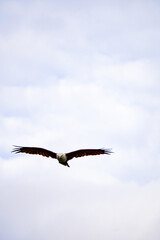 eagle in flight