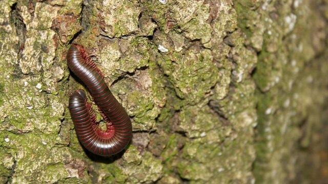 American Giant Millipede on Tree