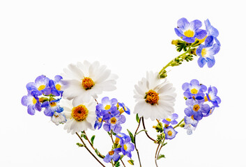 Fremont's phacelia and tidy tips flowers arranged and photographed as transparency with backlight, yellow and white wildflowers head, petals