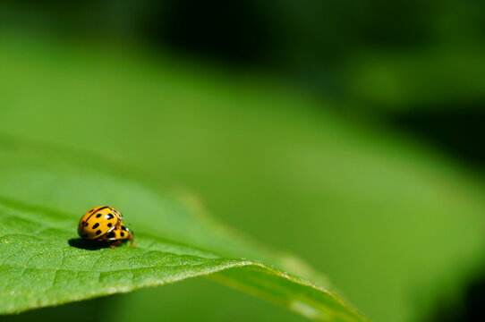 Blurred background. Ladybug on a green leaf. Flower landscape.