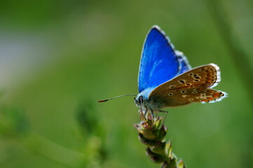 A small butterfly in wildflowers. Animals in the wild.