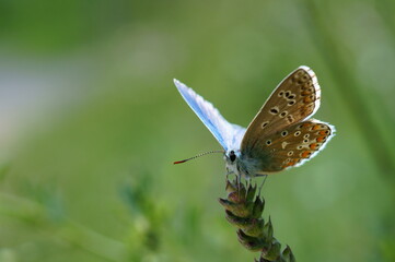 A small butterfly in wildflowers. Animals in the wild.
