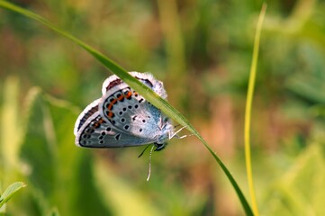 A small butterfly in wildflowers. Animals in the wild.