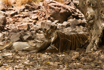 Tigress Noor with Kill, Ranthambore Tiger Reserve