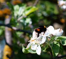 A bumblebee collects pollen from a wild rose.