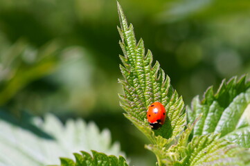 A small ladybug on a green leaf.