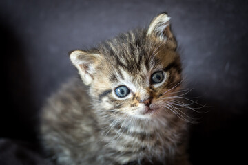 portrait d'un chaton tigré