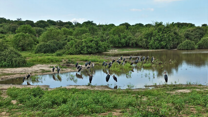 A large flock of marabou by the lake on a sunny day. Birds with black and white plumage, on long legs, with huge beaks. Around the green grass and shrubs. Clear blue sky. Reflection in water. Botswana