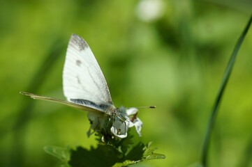 White butterfly on a green background. Insects in the field.