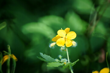 Celandine blooming in the field. Medicinal wildflowers.